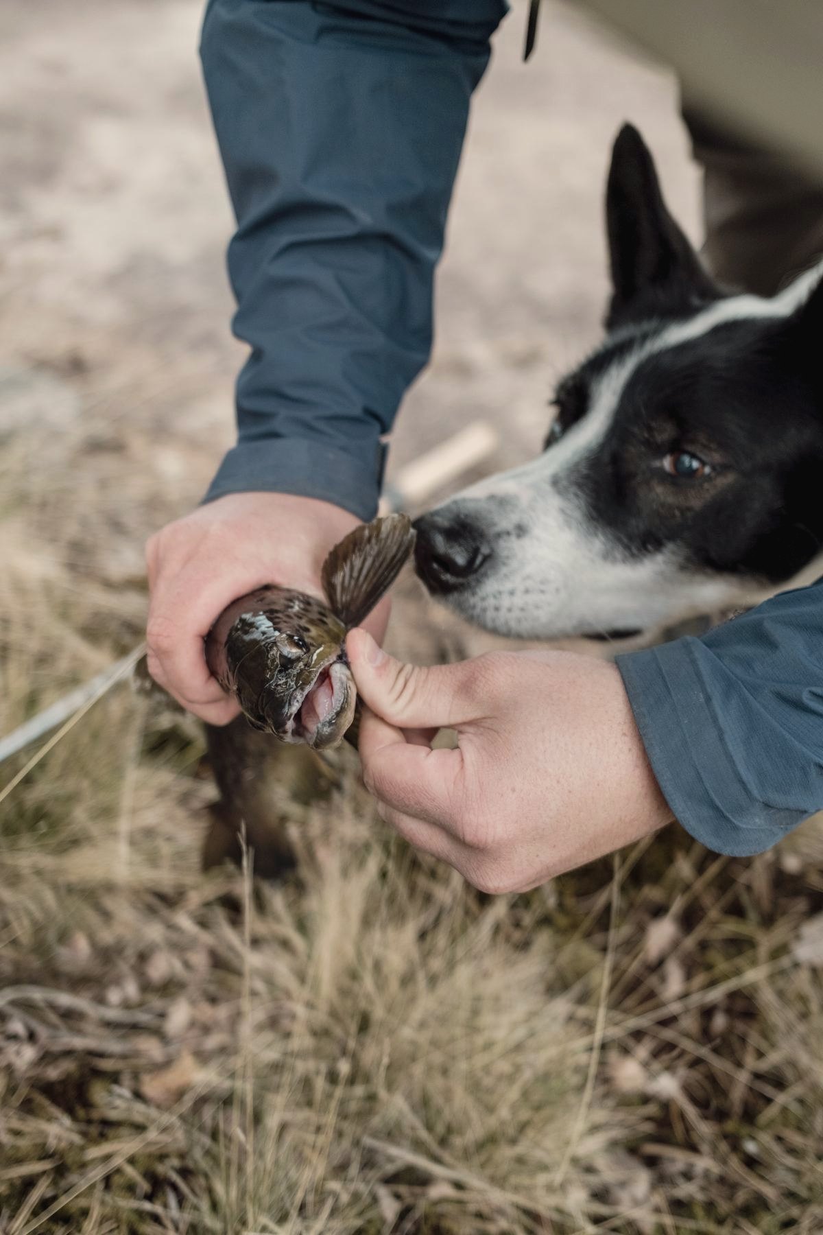 Ørret i hendene, hunden lukter