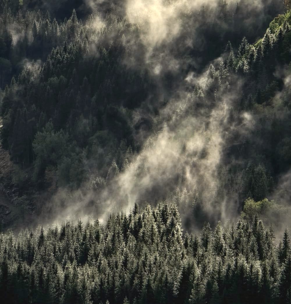 Skogen rundt Bestul – Løvenskiolds siden 1734.
