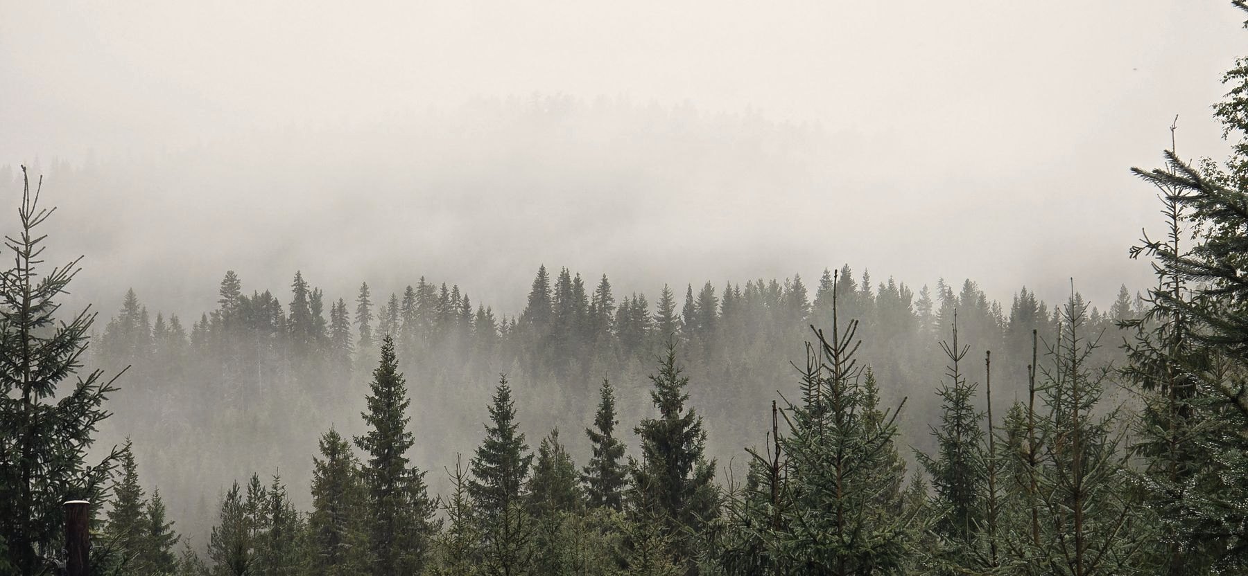 Tåka ligger i skogen om morgenen.